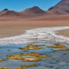 Vigognes de l'Altiplano chilien - Portrait – Image 2