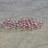 Flamants de James - Portrait – Image 2