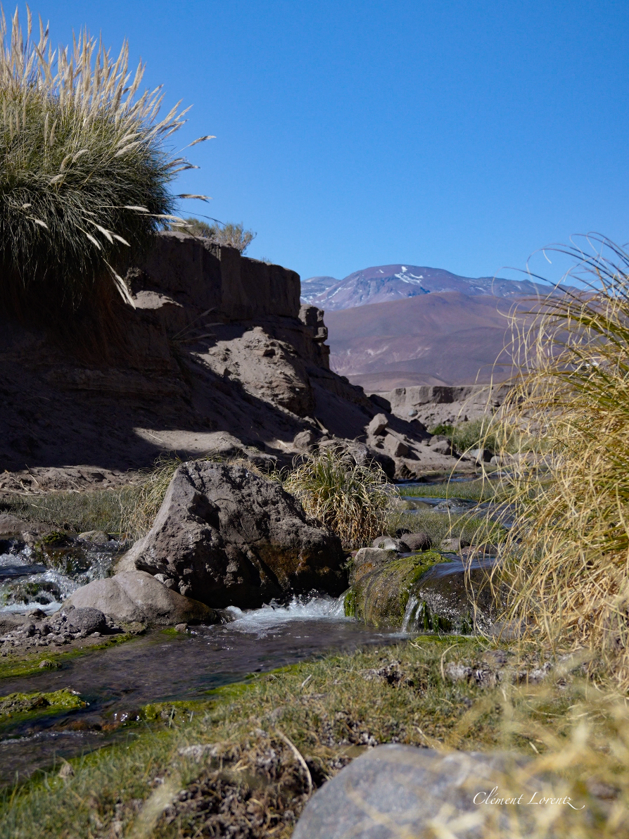 Rio Atacama Hot river in the heart of the Atacama Desert. Water surrounded by natural vegetation.