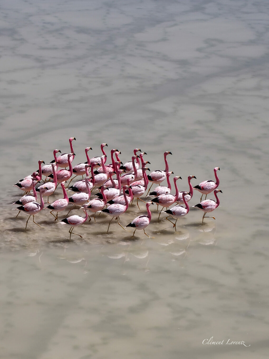 Flamingos Altiplano Desierto Atacama Flamencos in the Atacama Desert.