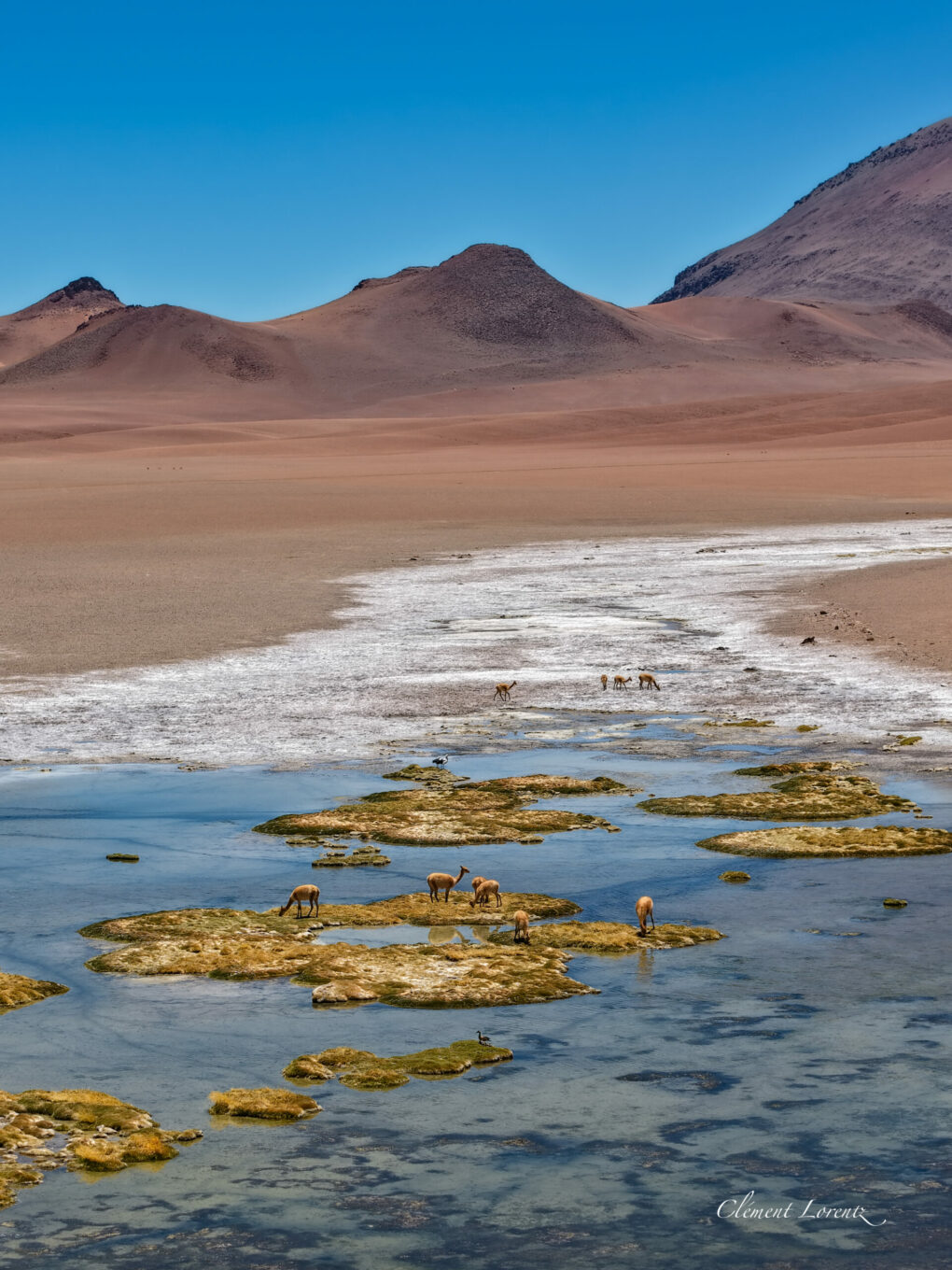 Vicunas Altiplano Chile Atacama Vicuna and animals in the altiplano of Chile. Water, green grass and colored mountains.