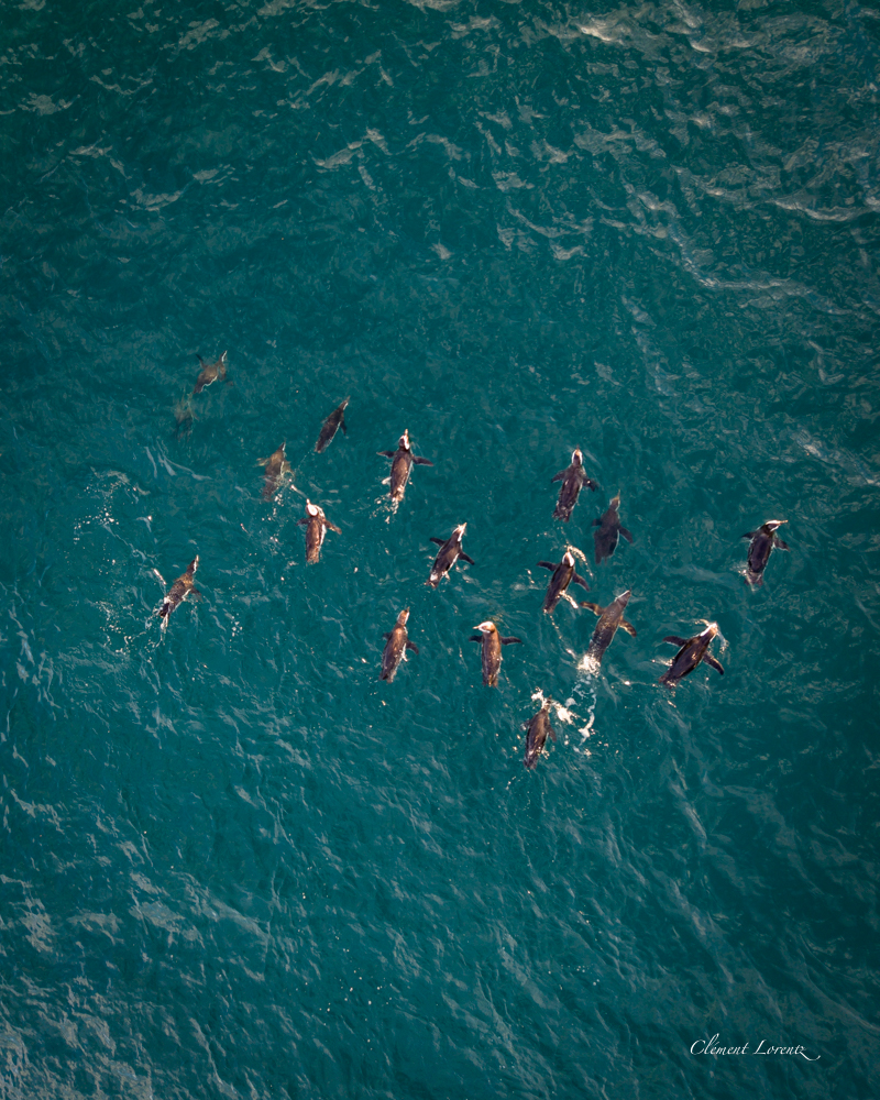 Pingouins Humbolt Patagonie Top-down aerial view of Humboldt penguins on the rocky shores along the Carretera Austral in Patagonia, Chile
