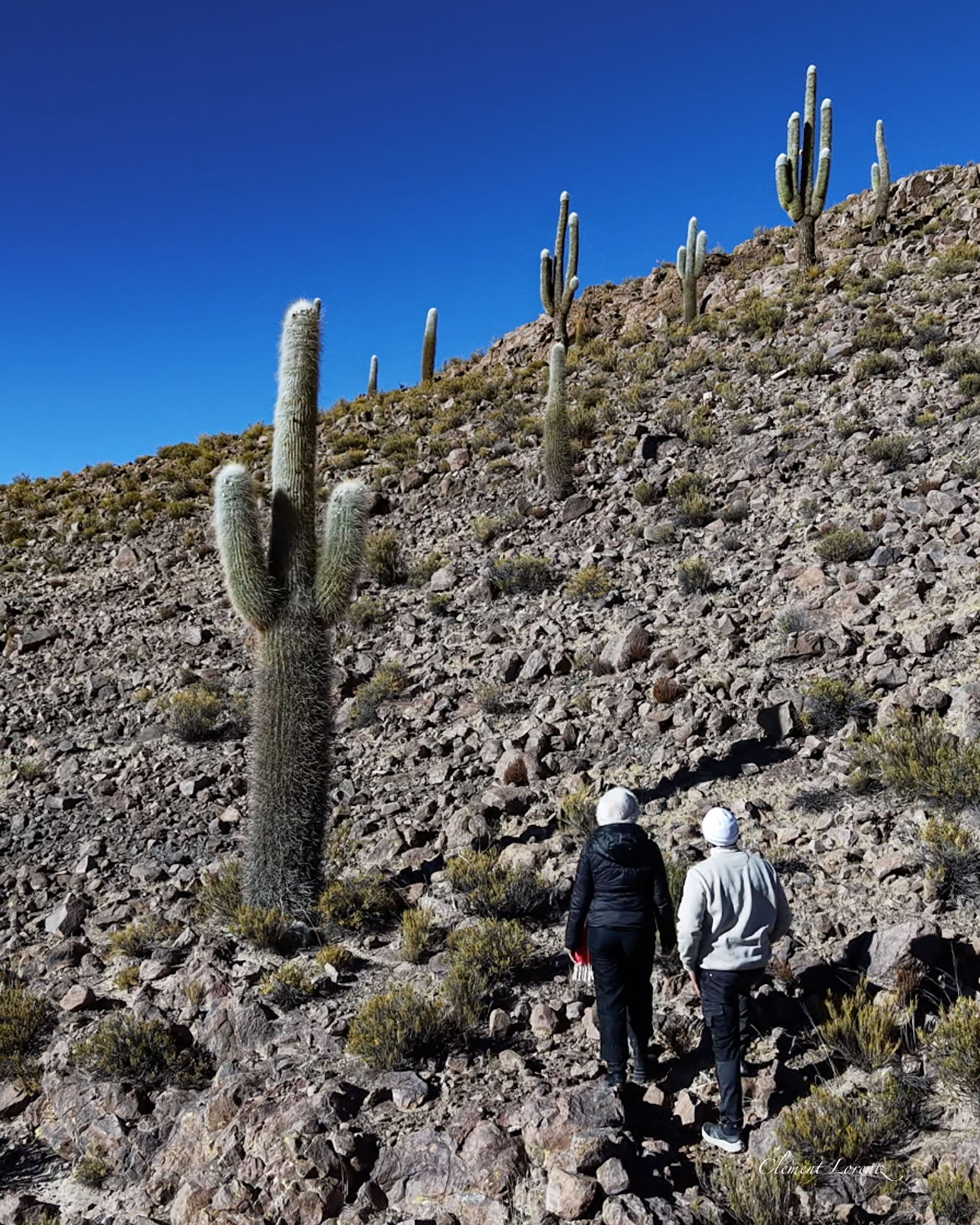 Giant cacti near Cariquima in northern Chile