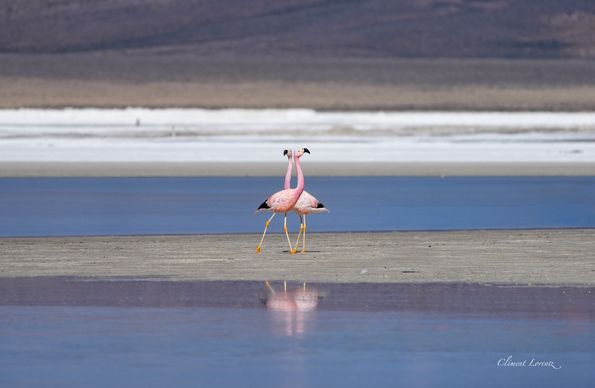 Flamingos at Salar de Surire salt flat