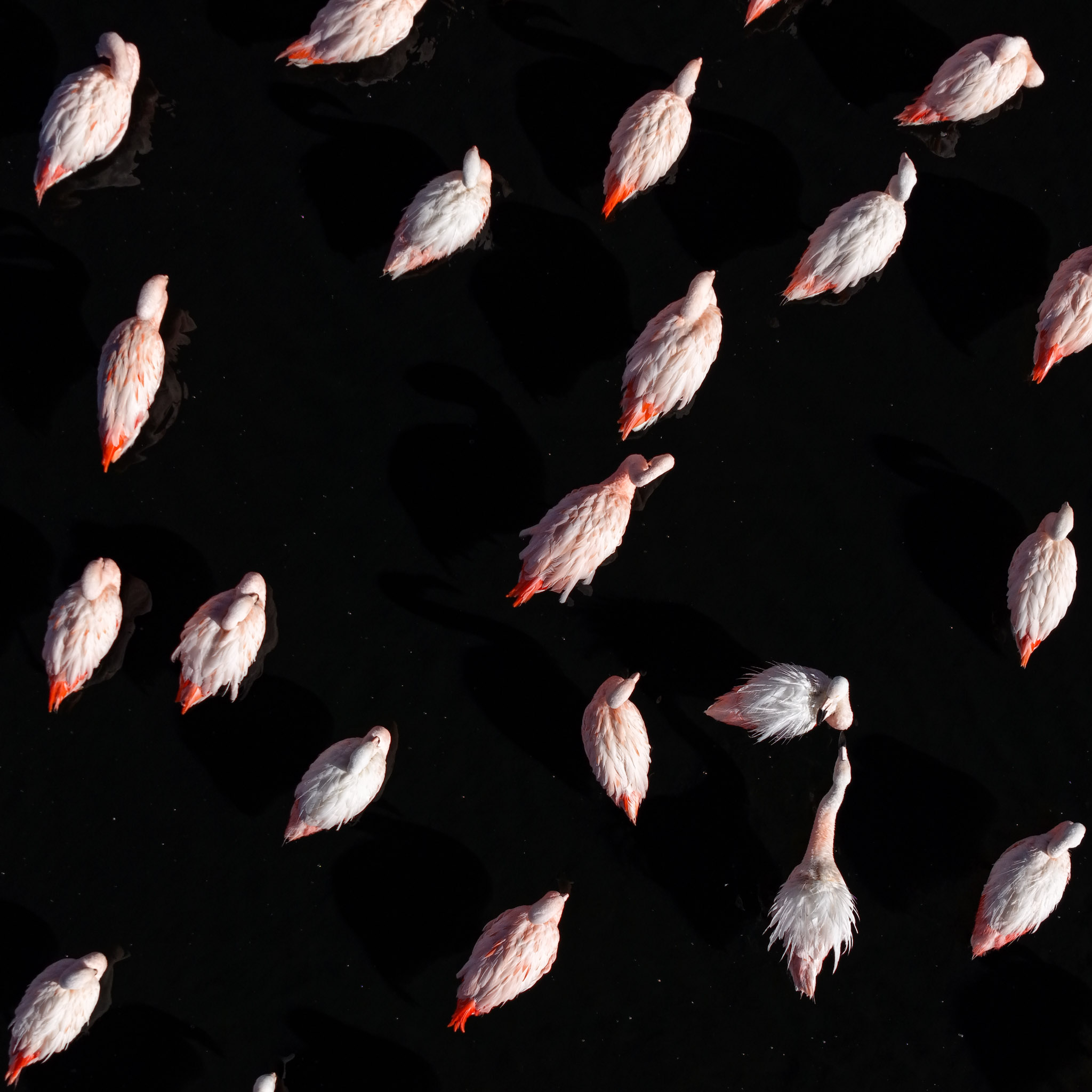 Drone view of flamingos at Lake Chungará