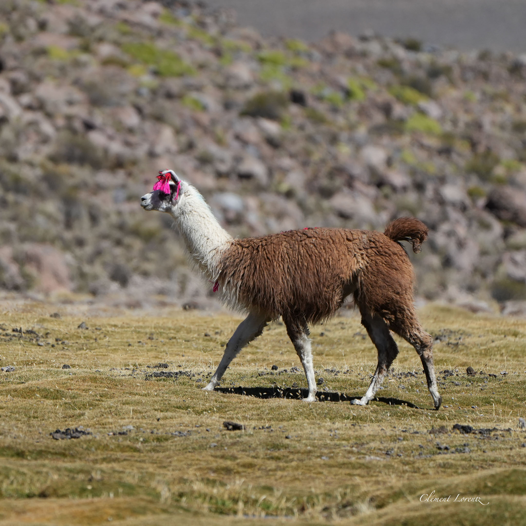 Llama grazing on the Chilean Altiplano