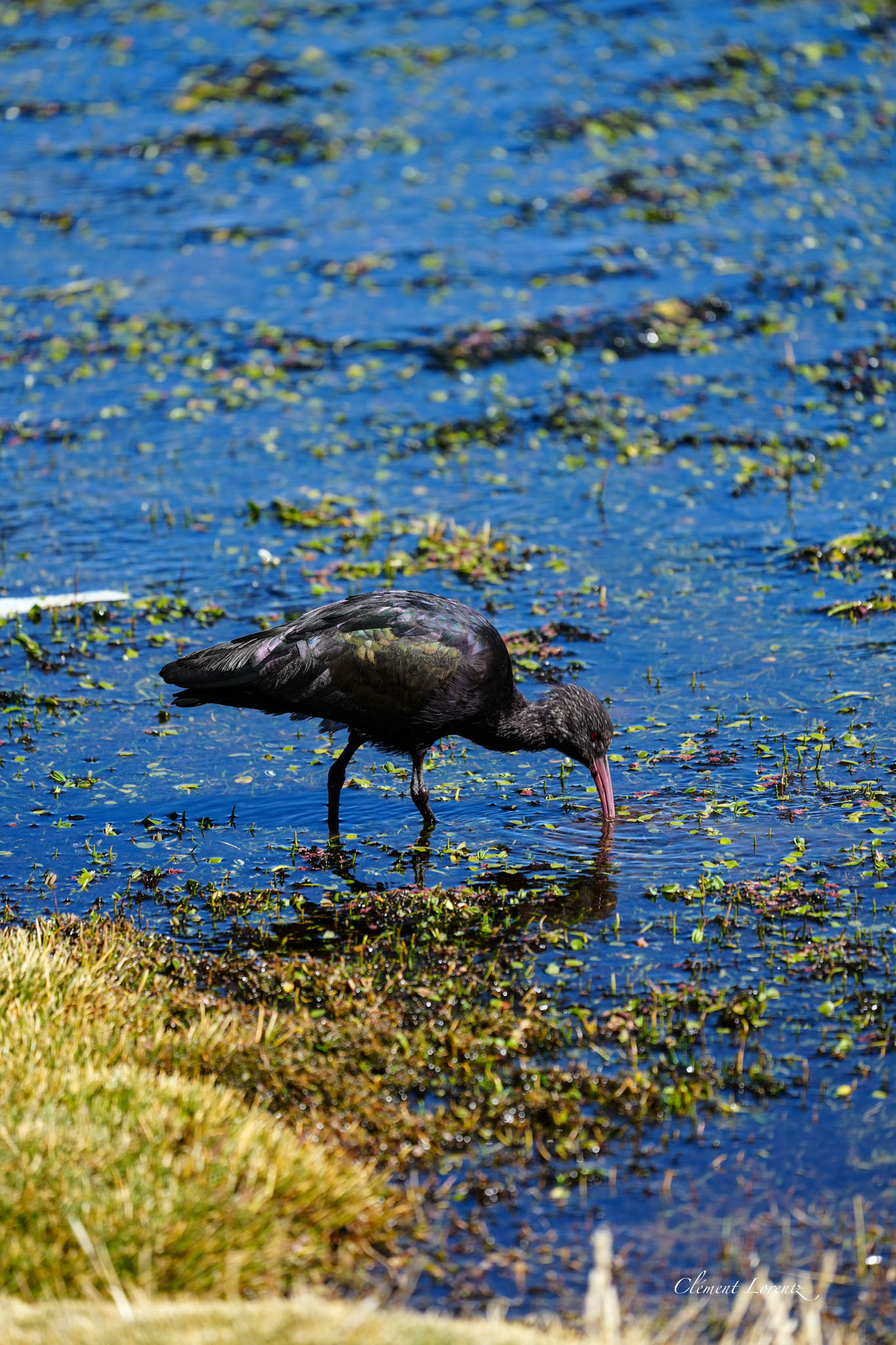 Puna ibis near Parinacota village, Lauca National Park