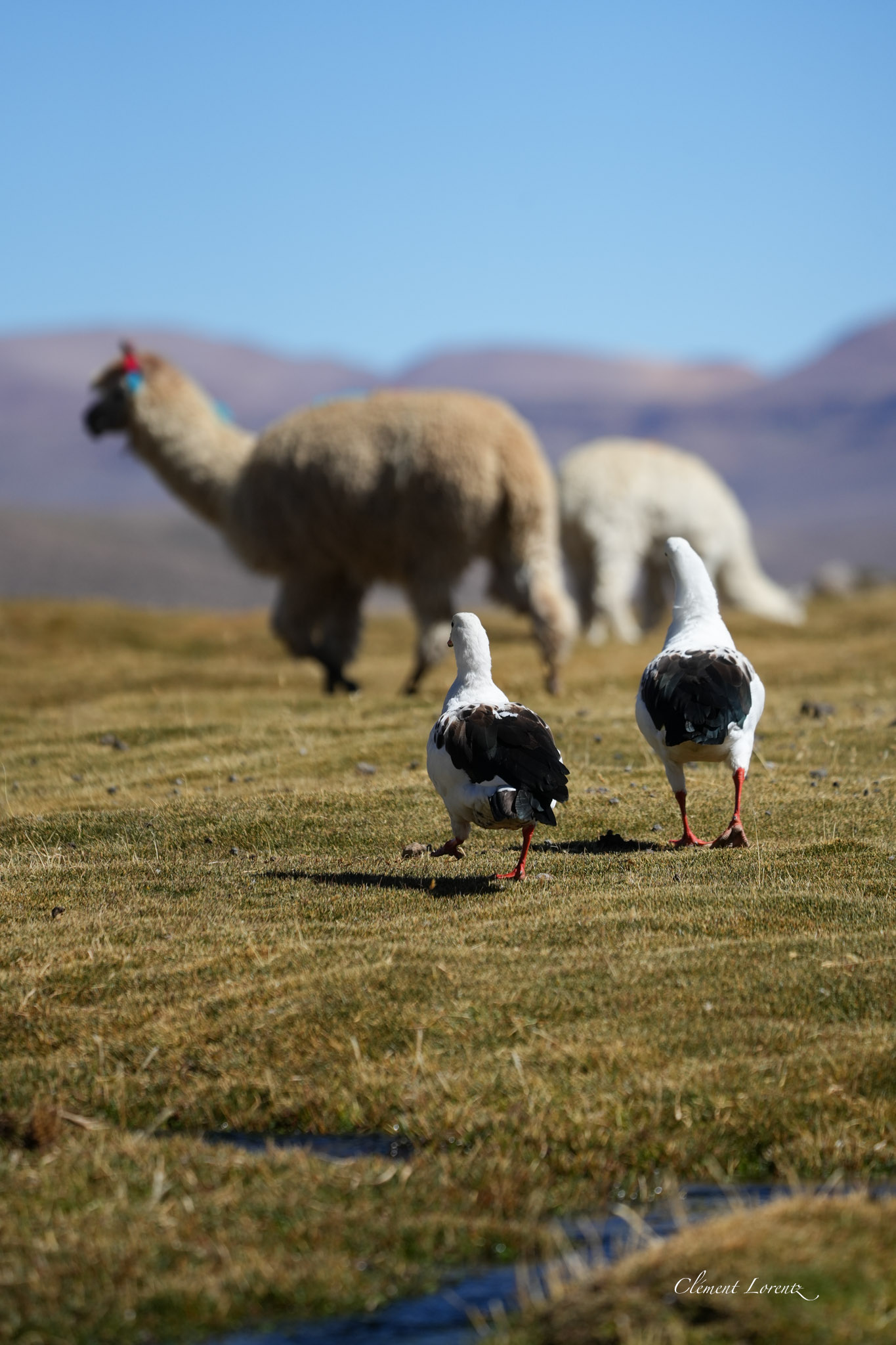 Two Andean geese with a llama in the background