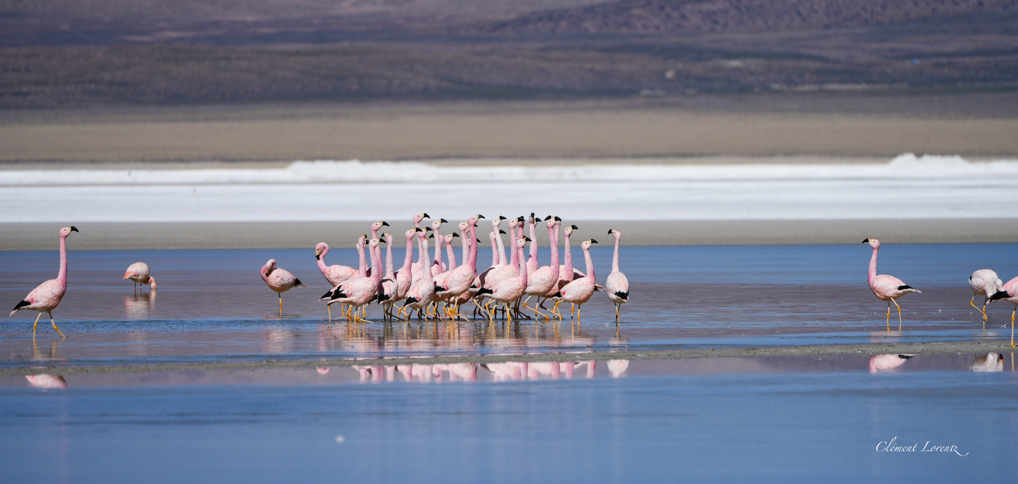 Panoramic view of flamingos at Salar de Surire