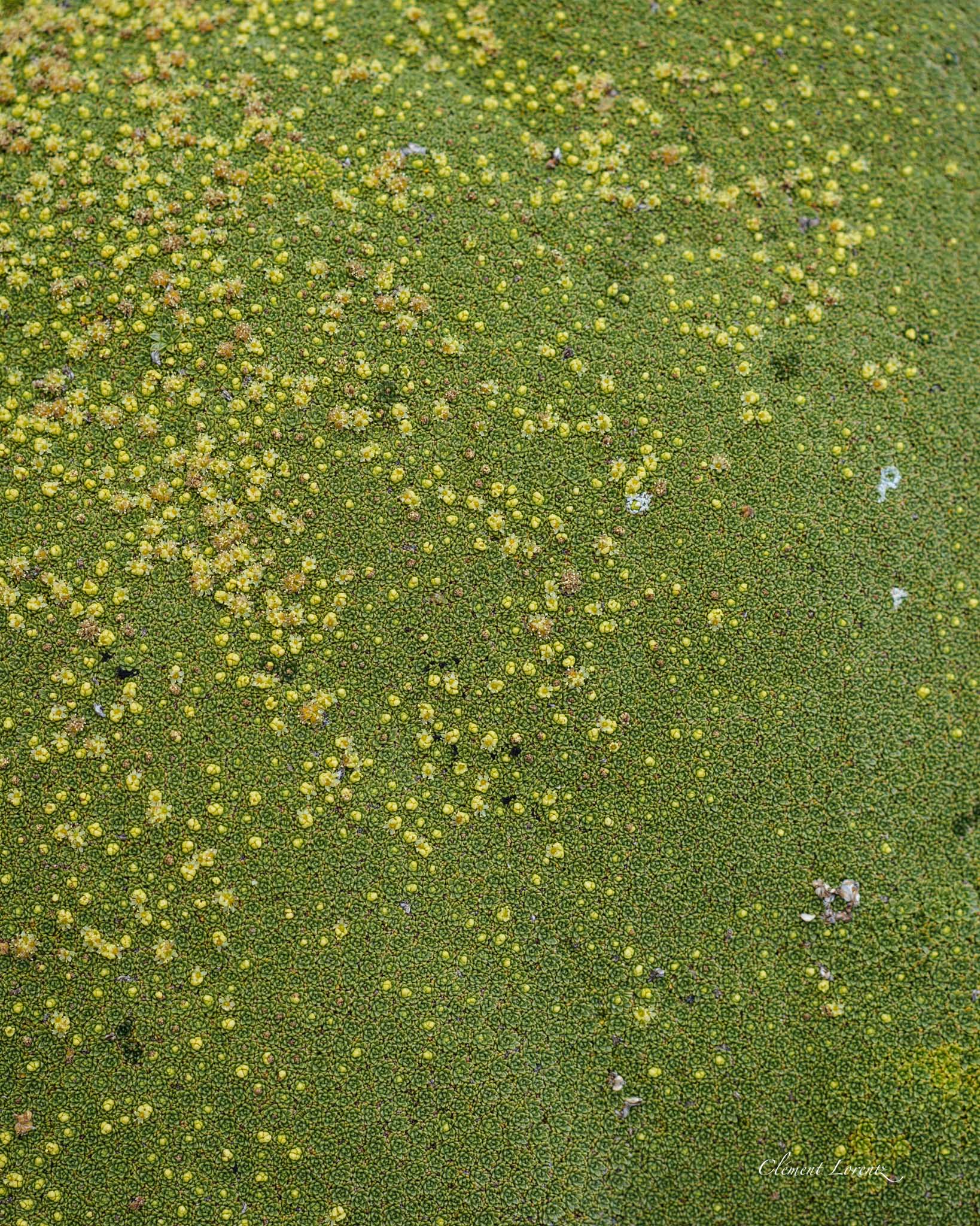 Llareta plant growing in the Chilean Altiplano
