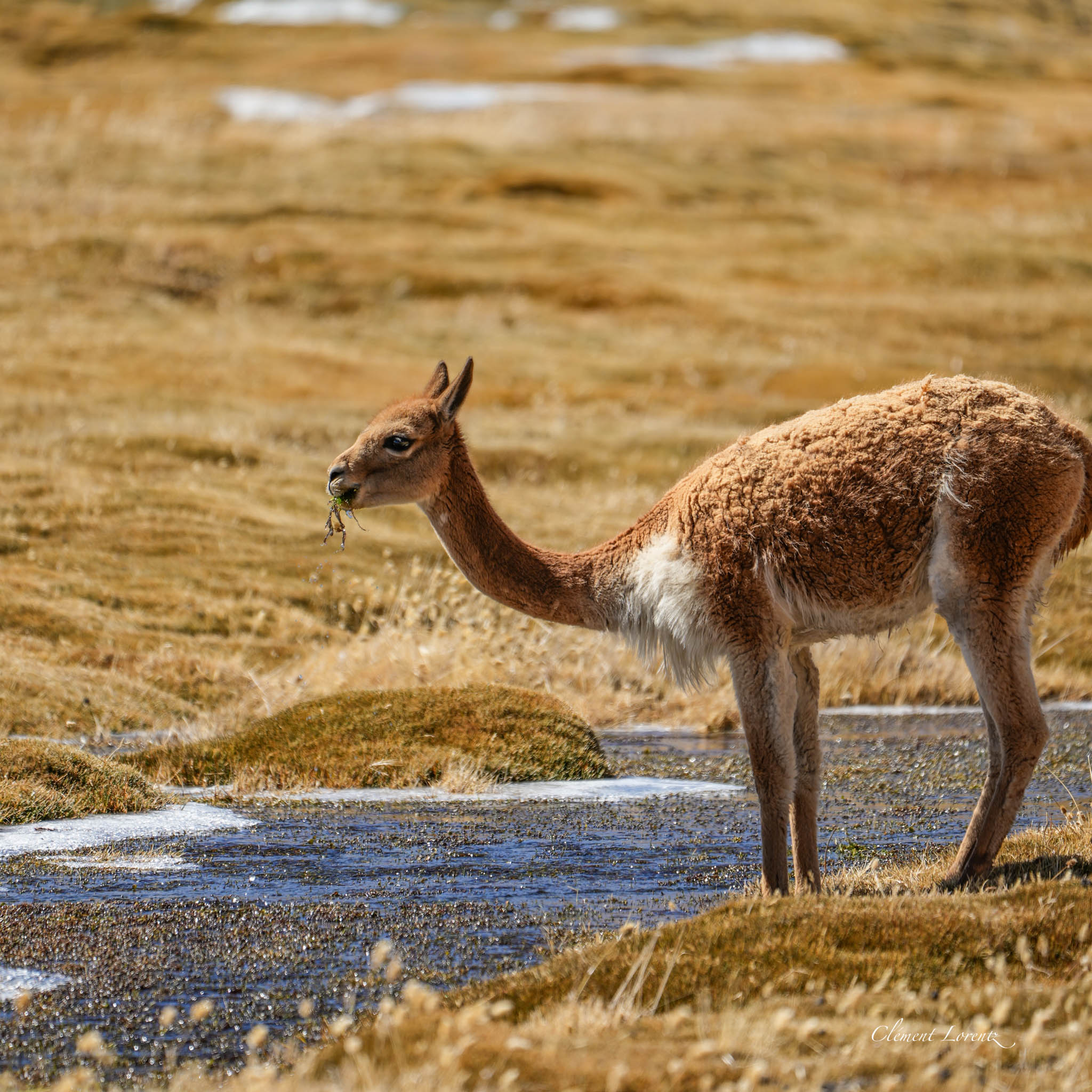 Wild vicuña on the Chilean Altiplano