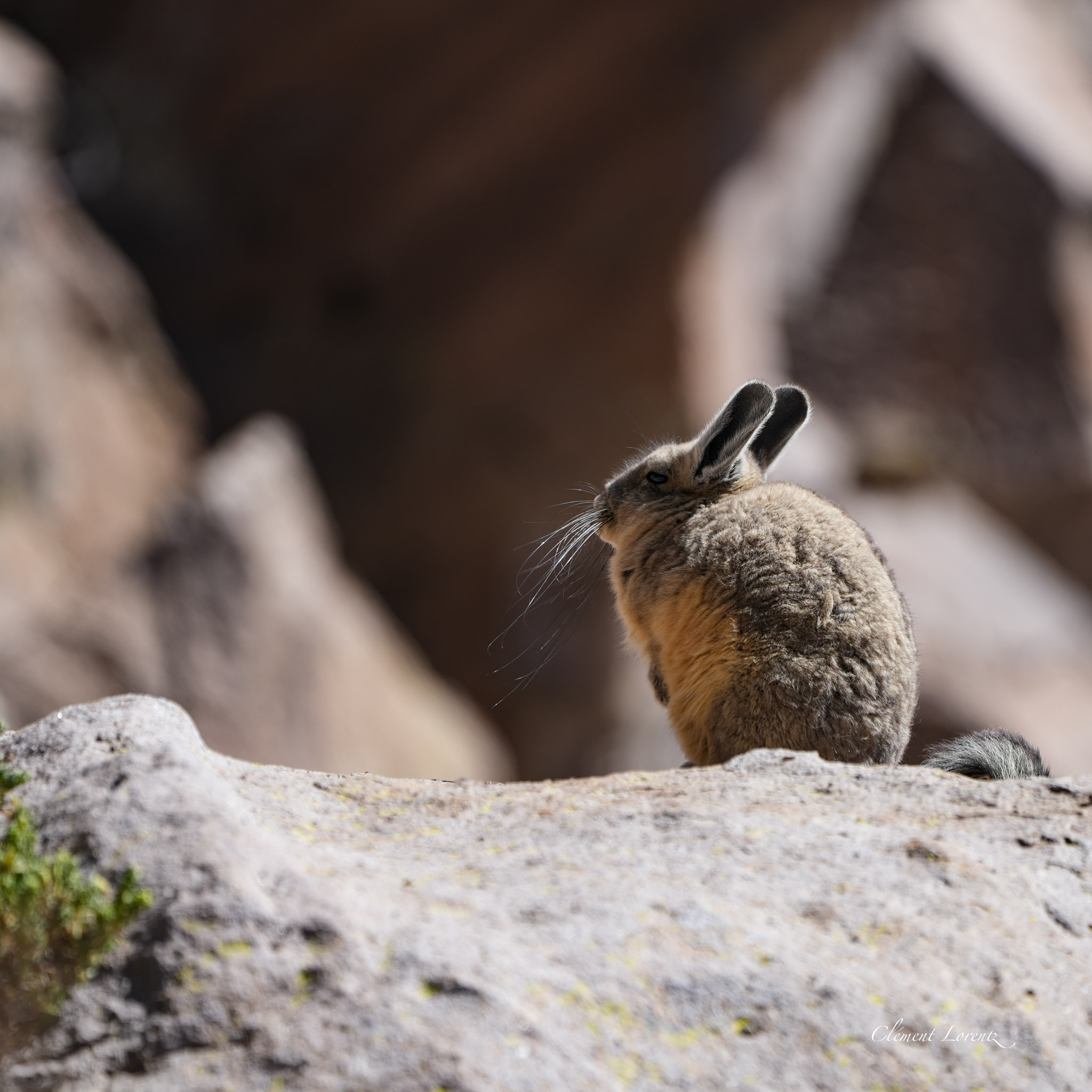 Andean viscacha in its natural habitat