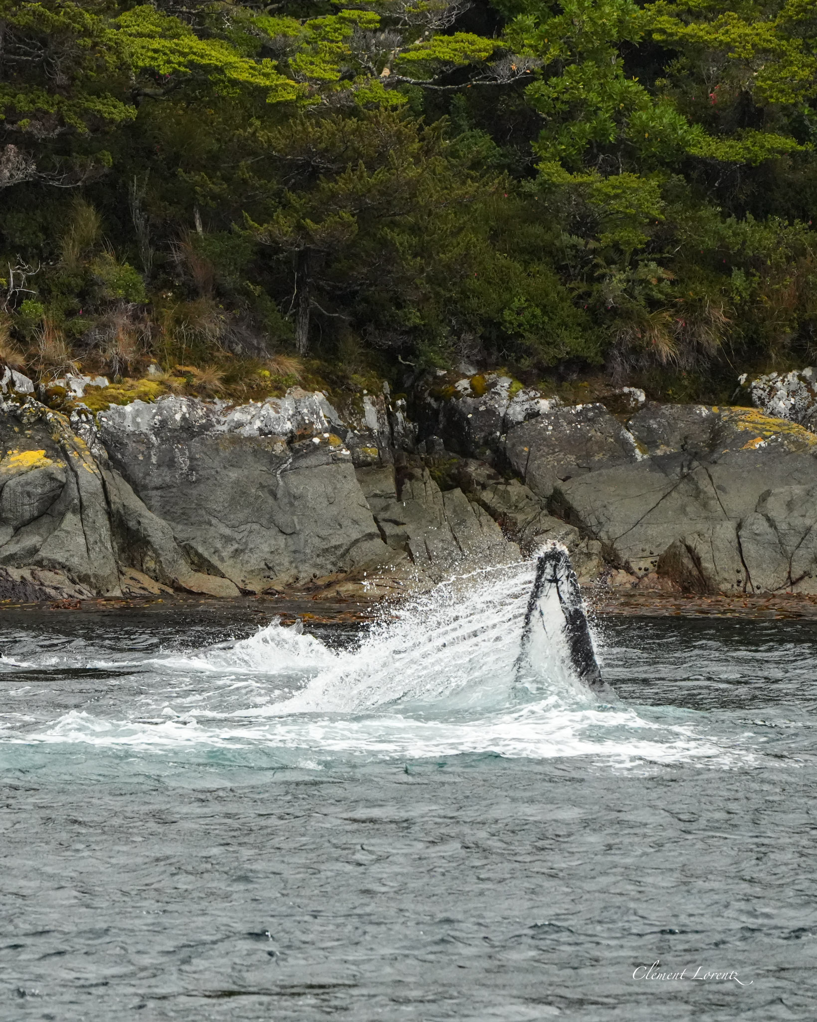 Whale fin emerging from the ocean in Patagonia
