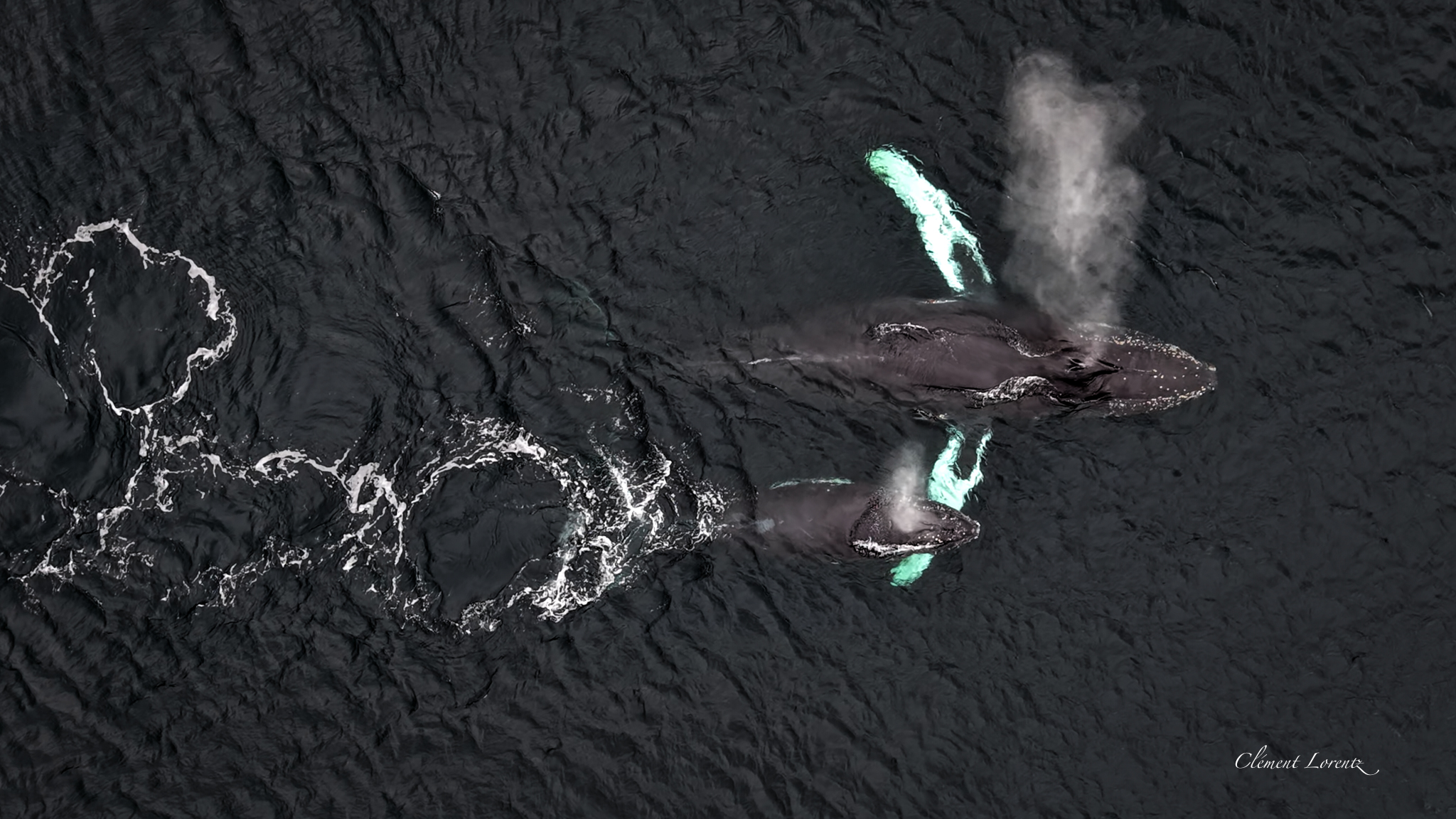 Whales surfacing in the waters of Chilean Patagonia