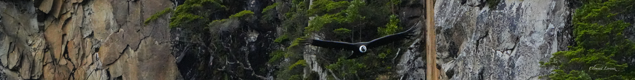 Andean condor soaring above Patagonia