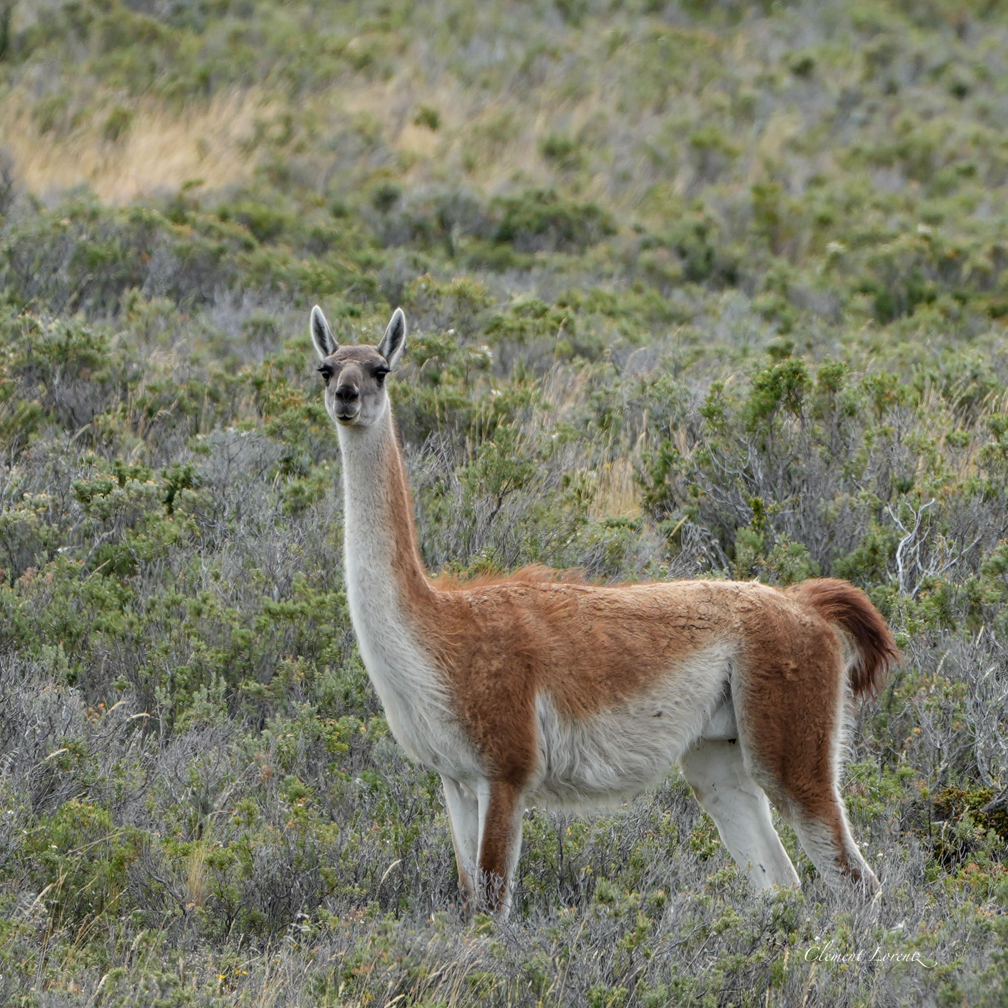 Guanaco standing in the Patagonian grasslands