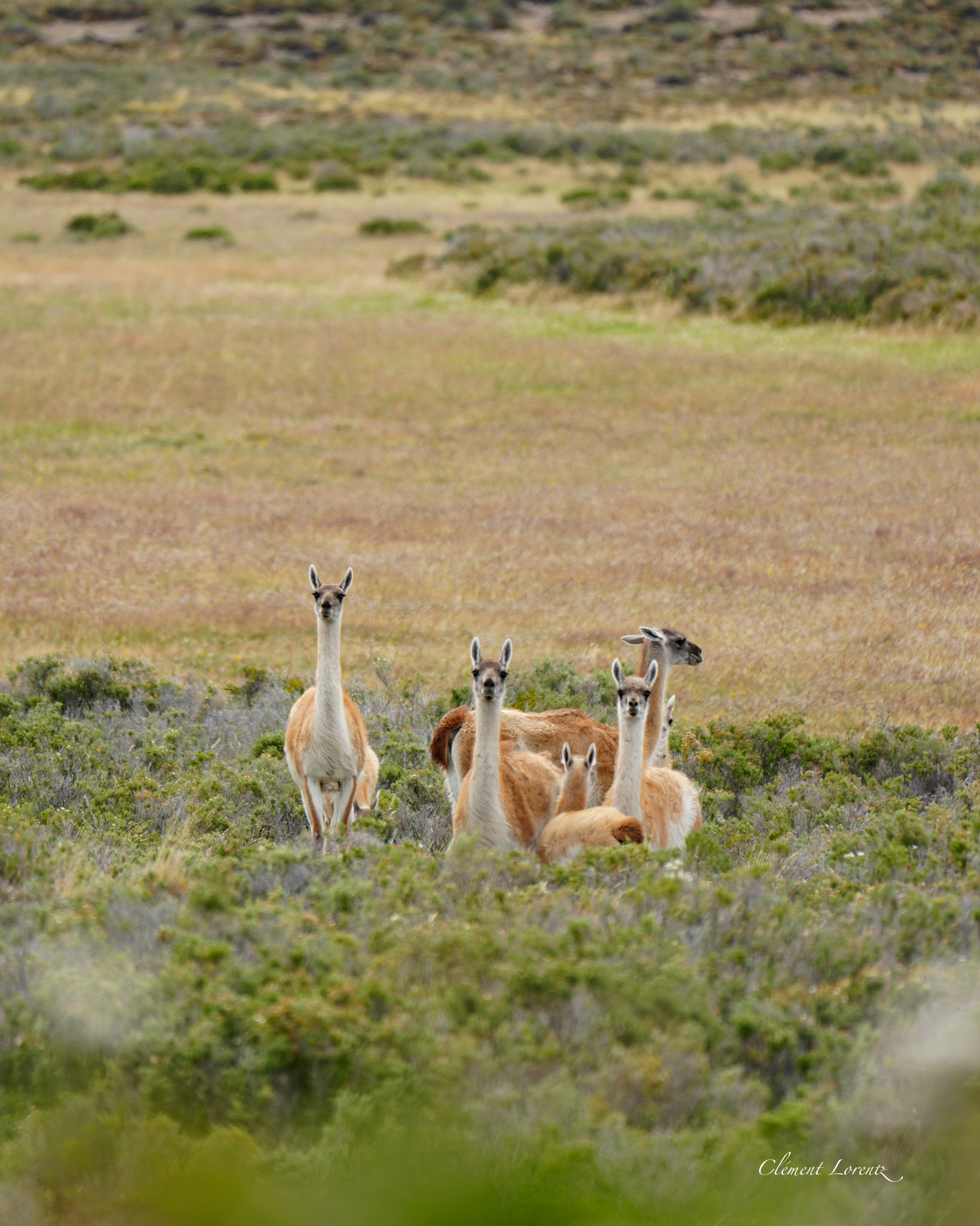 Wild guanaco grazing in the Patagonian steppe