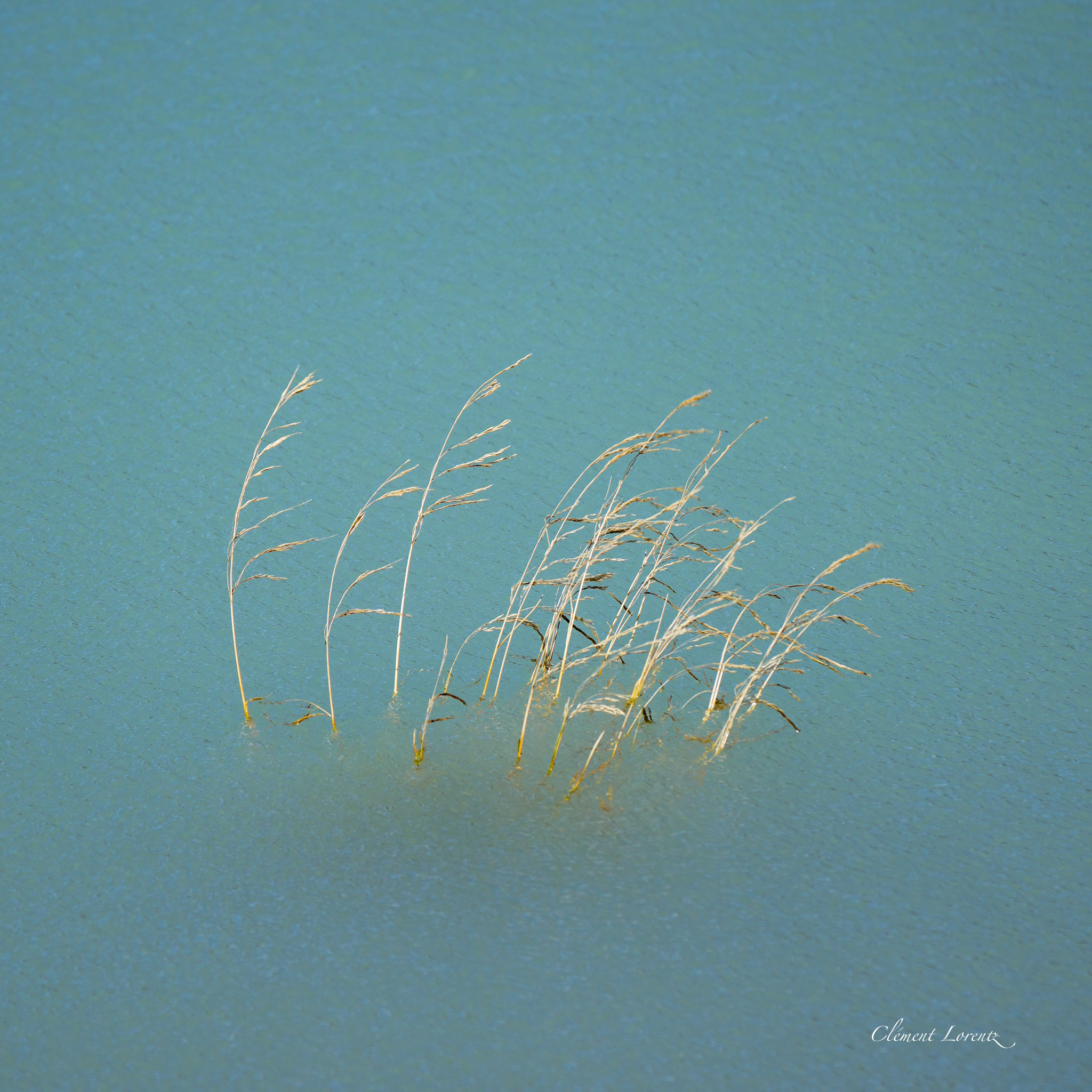 Grass along the shores of Lago Grey in Torres del Paine