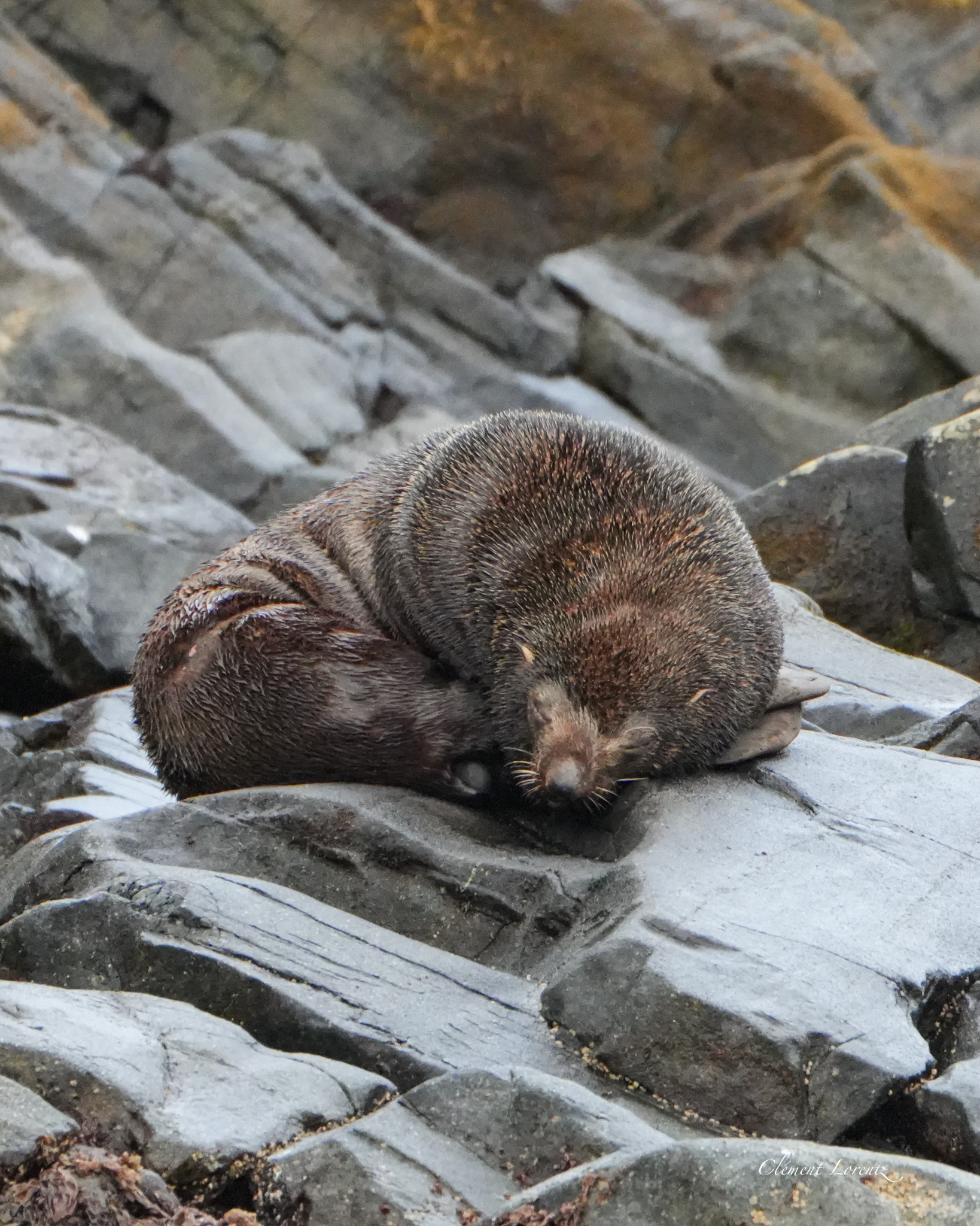 Sea lion resting on the rocky coast of Patagonia