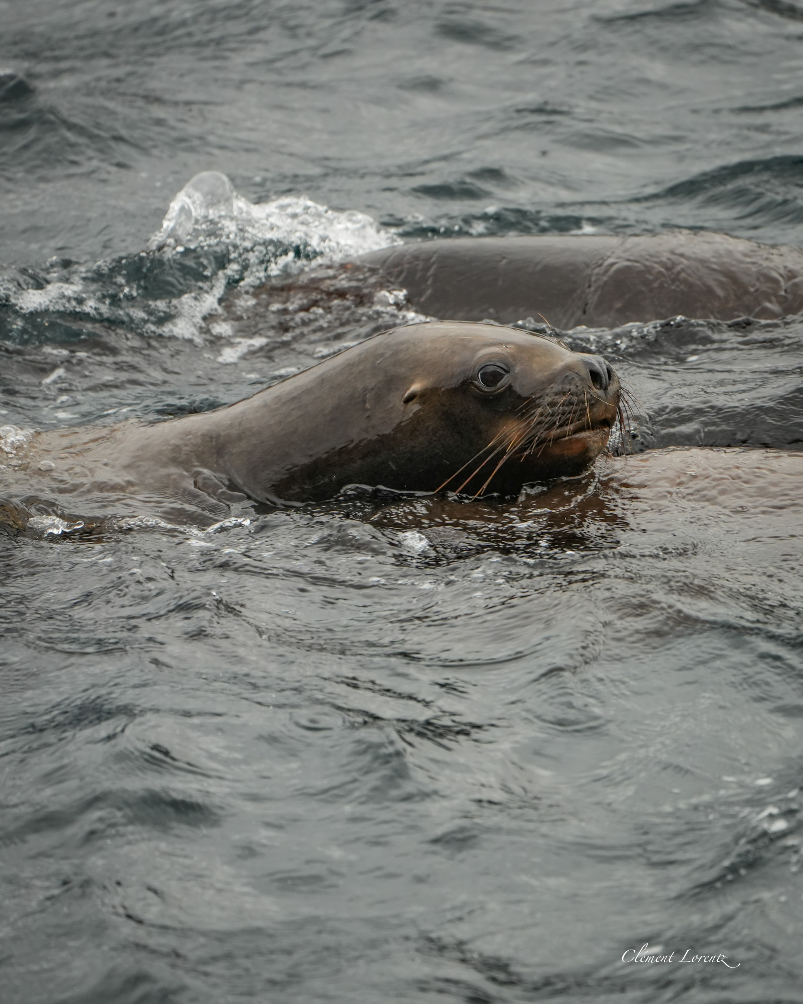 South American sea lion resting in Tierra del Fuego