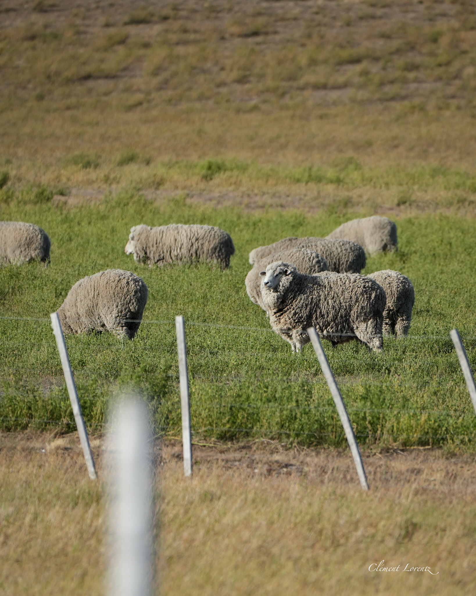 Sheep grazing across the Patagonian plains