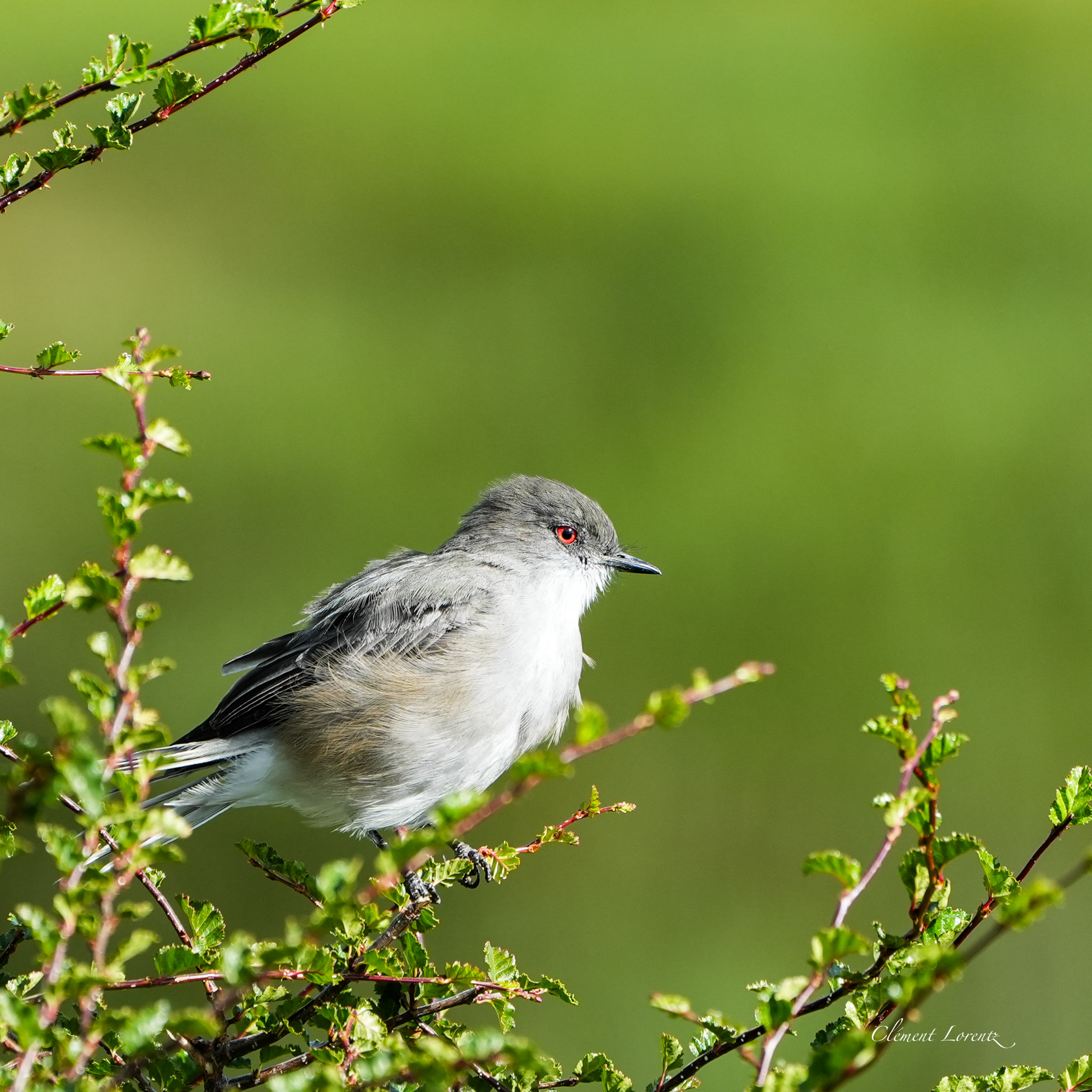 Native bird among the vegetation in Patagonia