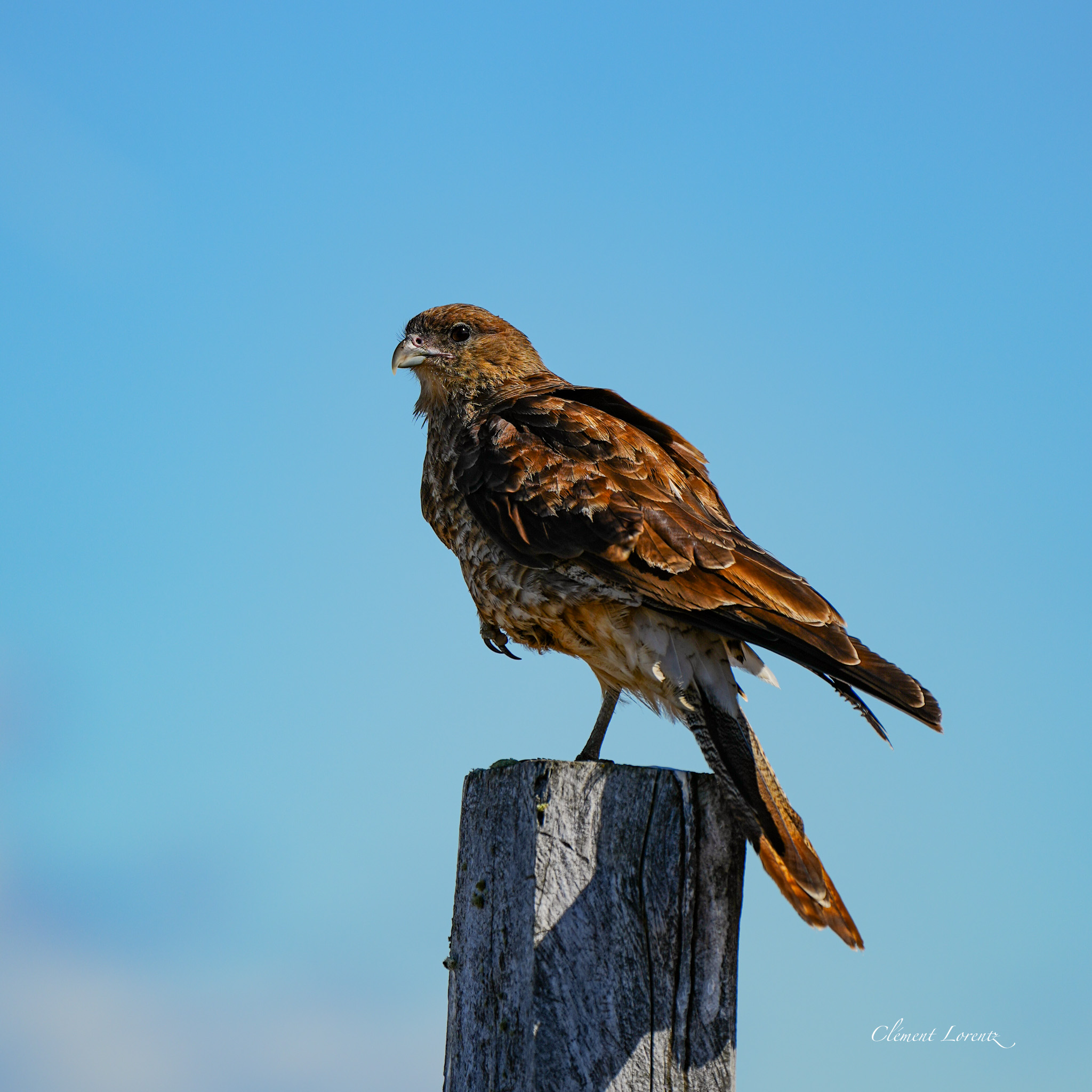 Native bird in the Patagonian wilderness