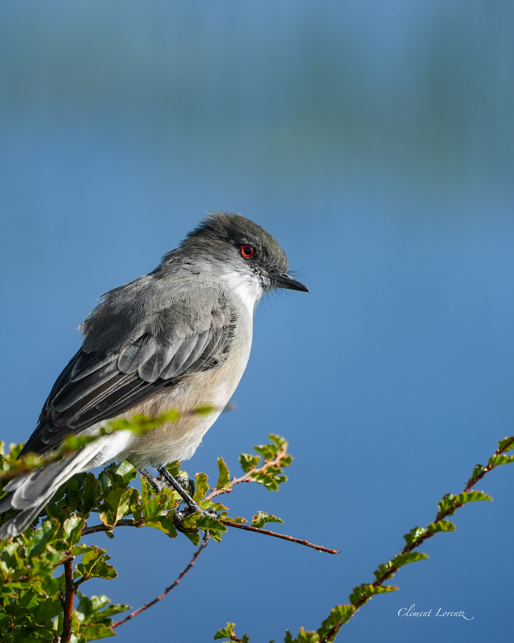 Patagonian bird perched on a branch