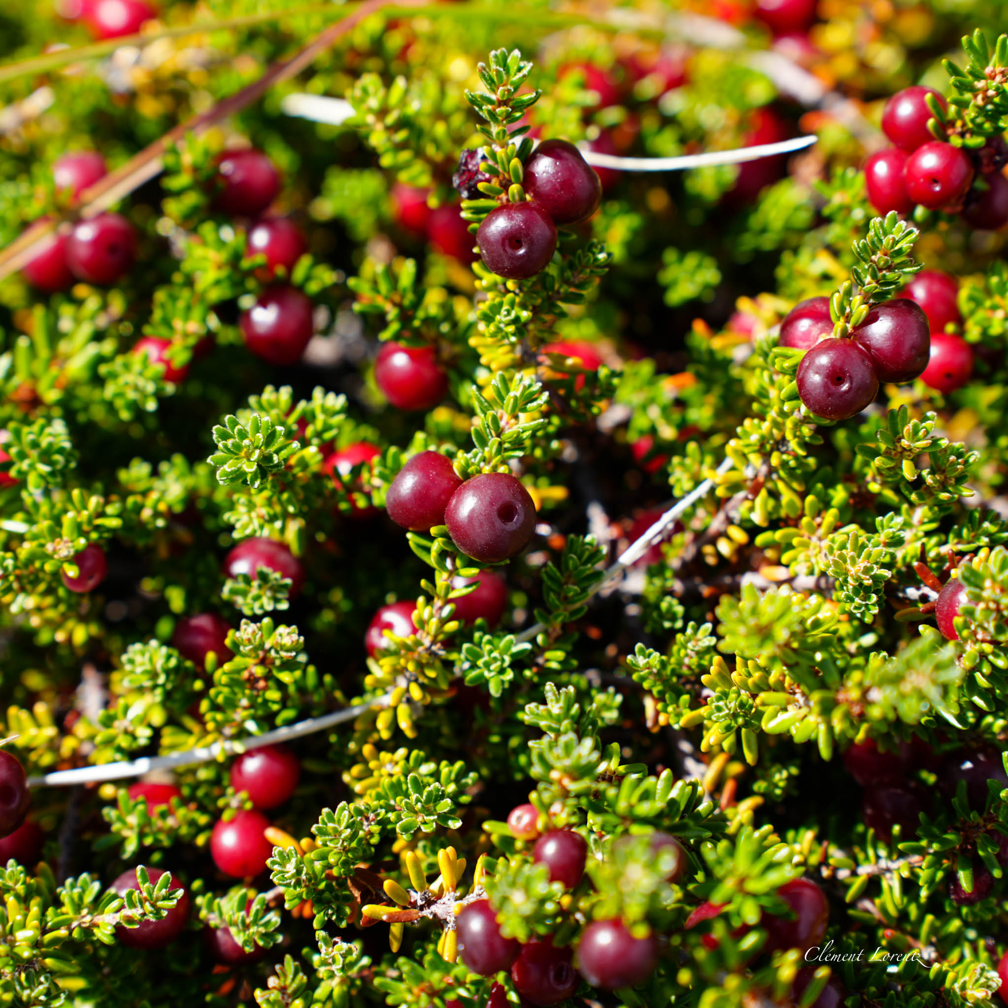 Close-up of wild berries growing in Patagonia