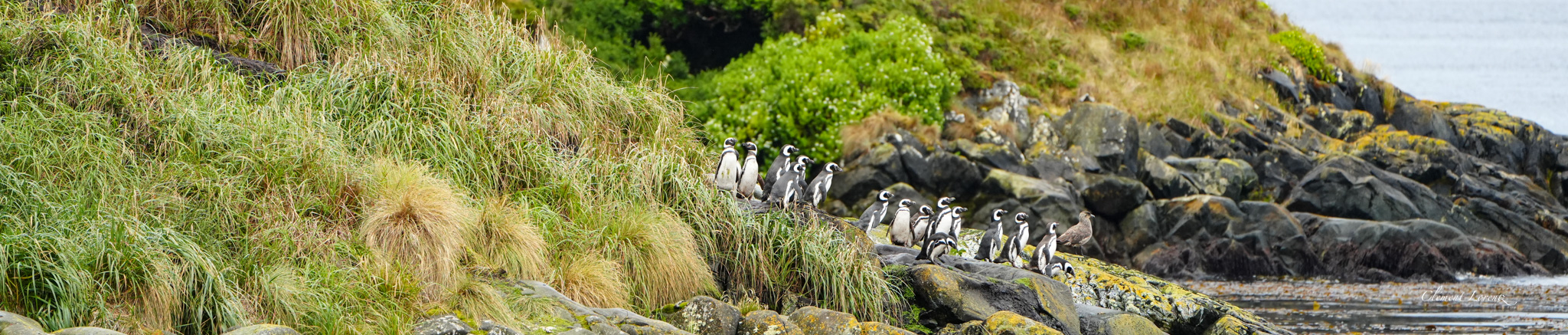 Magellanic penguins on the Patagonian coast