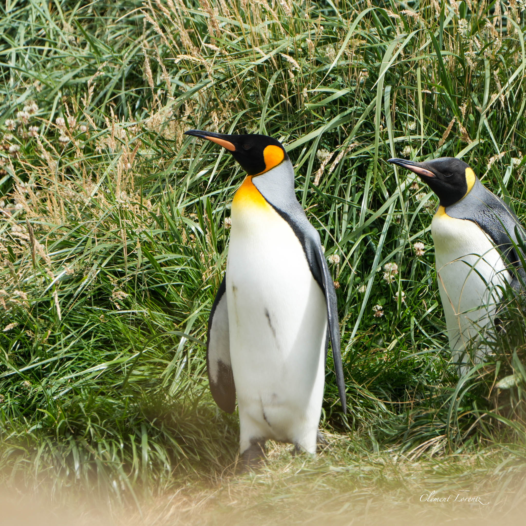 King penguins in Tierra del Fuego, Chile