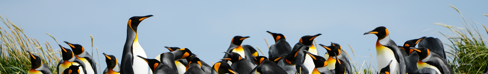 Colony of king penguins in Tierra del Fuego