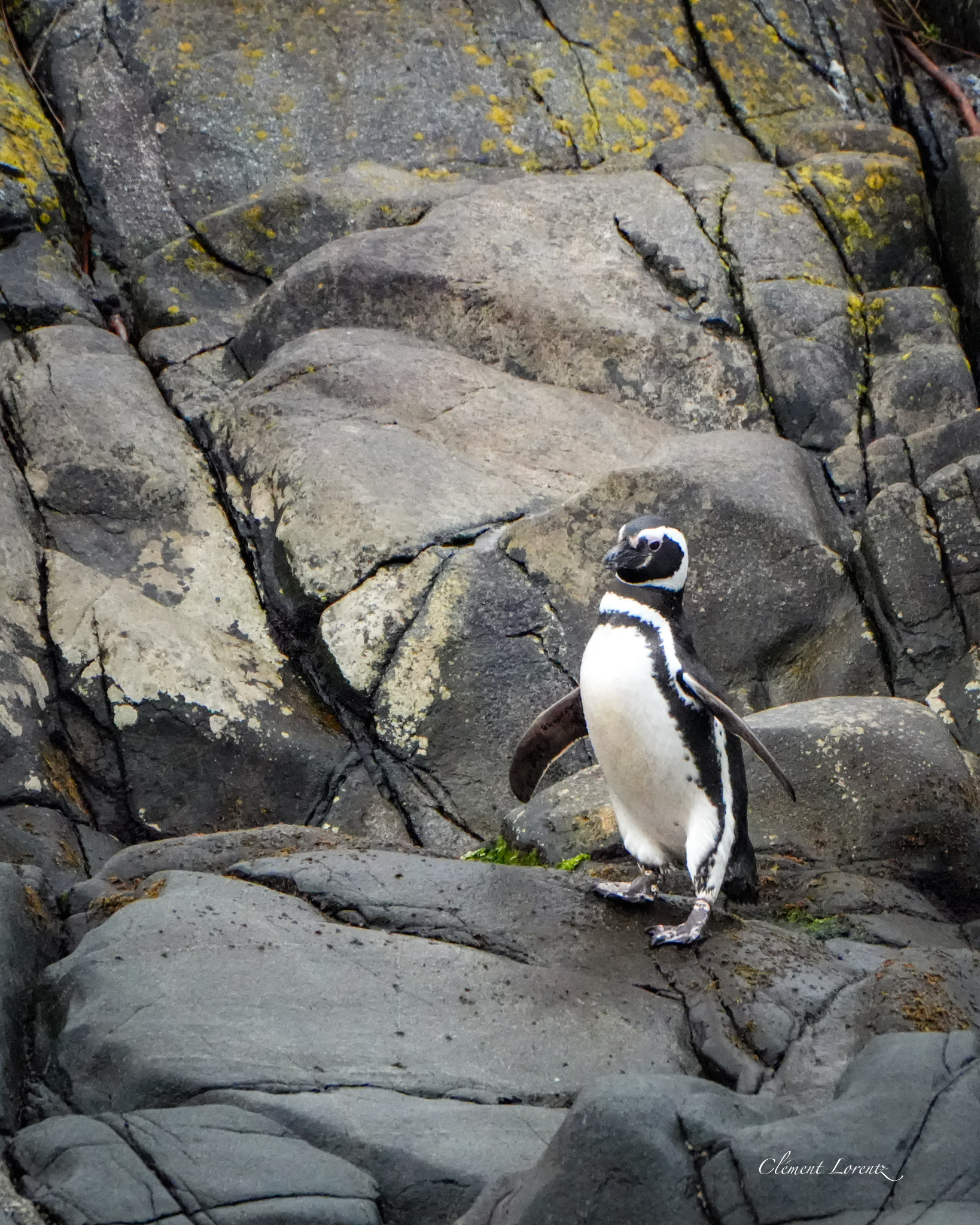 Magellanic penguins in Tierra del Fuego