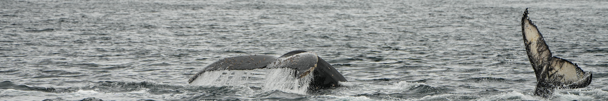 Whale tails diving into the sea in Tierra del Fuego