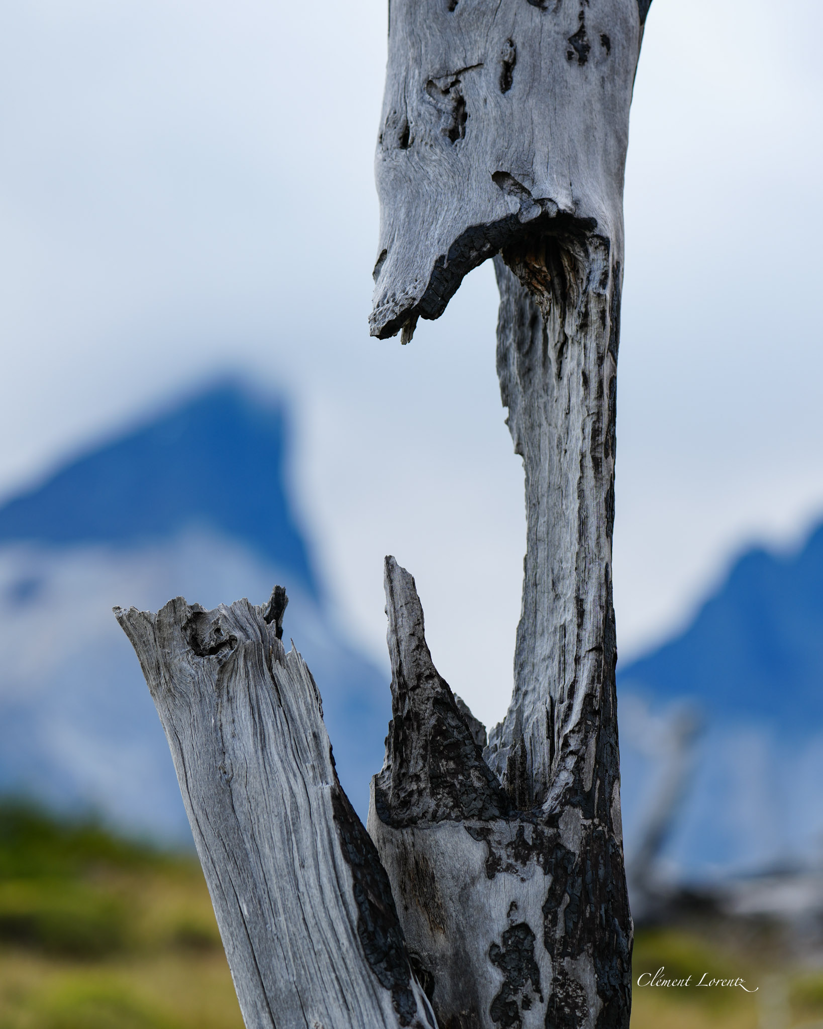 Burnt tree trunk in Torres del Paine National Park